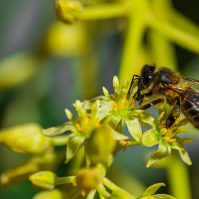 a close-up of a bee on a cluster of small, yellow flowers